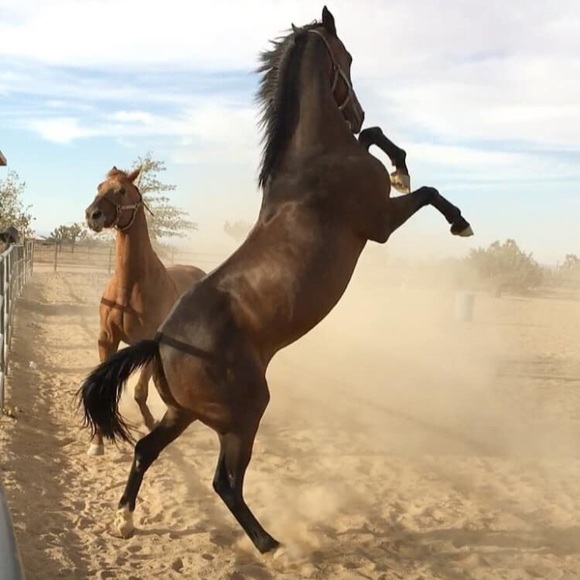 Meet your Posher, Kelly - Picture 7 of 16